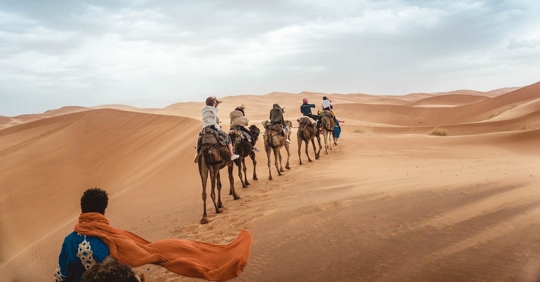 Camels walking on a desert